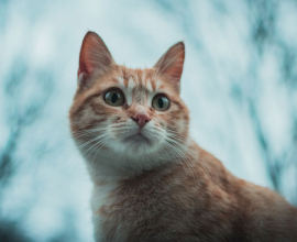 Persian kitten