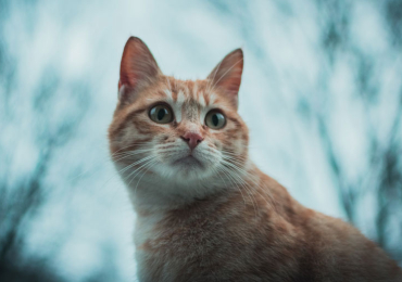 Persian kitten